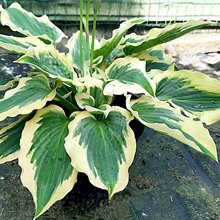 Хоста 'Пайот Найт Куин' / Hosta hybride 'Payot Night Queen'