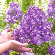 Флокс широколистный 'Голиаф' / Phlox amplifolia 'Goliath', 1л.