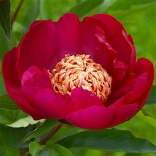 Пион 'Ниппон Бьюти' / Paeonia 'Nippon Beauty'