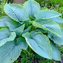 Хоста 'Эмпресс Ву' / Hosta hybride 'Empress Wu'