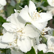 Чубушник 'Эльбрус' / Philadelphus 'Elbrus'