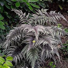 Папоротник кочедыжник 'Металликум' / Athyrium nipponicum 'Metallicum'