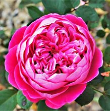 Роза Барни 'Академия' / Rose 'Accademia', Barni