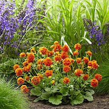 Гравилат 'Оранж Пампкин' / Geum 'Orange Pumpkin'