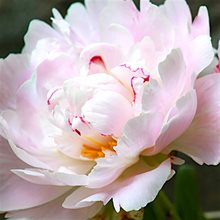 Пион 'Чинук' / Paeonia  lactiflora 'Chinook'