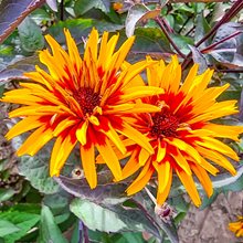 Гелиопсис 'Еллоу Спайдер' / Heliopsis helianthoides 'Yellow Spider'