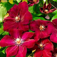 Клематис 'Руж Кардинал' / Clematis 'Rouge Cardinal'