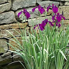 Ирис мечевидный 'Вариегата' / Iris ensata 'Variegata'