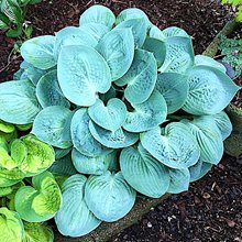 Хоста  'Прэйри  Скай' /                    Hosta  hybride  'Prairie Sky'