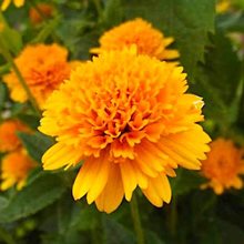 Гелиопсис 'Асахи' / Heliopsis helianthoides 'Asahi'