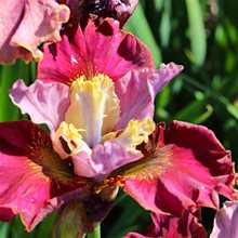 Ирис сибирский 'Черри Флинг ' / Iris sibirica 'Cherry Fling' Peacock Butterfly® Serie