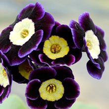 Примула ушковая 'Джойс' / Primula auricula  'Joyce'