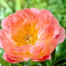 Пион 'Пинк Гавайан Корал' / Paeonia lactiflora 'Pink Hawaiian Coral'