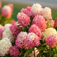 Гортензия метельчатая 'Тач оф Пинк' / Hydrangea paniculata 'Touch of Pink®'