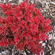 Барбарис 'Руби Стар ' / Berberis 'Ruby Star'