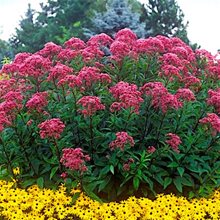 Посконник 'Атропурпуреа' / Eupatorium ‘Atropurpurea'