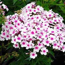 Флокс метельчатый 'Флэйм Уайт Айз' / Phlox paniculata 'Flame White Eyes'