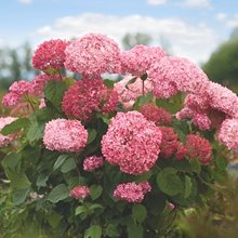 Гортензия древовидная Пинк Аннабель  /  Hydrangea  arb. Pink Annabelle