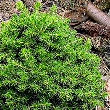 Ель 'Данс Доф' / Picea 'Dans Dwarf'