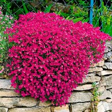 Обриета 'Каскад Рэд' / Aubrieta 'Cascade Red’