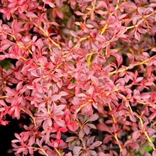 Барбарис 'Оранж Дрим' /                           Berberis 'Orange Dream'