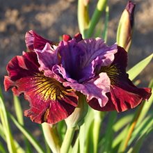 Ирис сибирский 'Мисс Эппл' / Iris sibirica 'Miss Apple' Peacock Butterfly® Serie