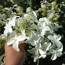 Гортензия метельчатая  'Мэджикал Старлайт' / Hydrangea  paniculata   'Magical Starlight'