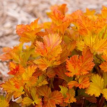 Пузыреплодник калинолистный 'Эмбер Джубили' / Physocarpus opulifolius 'Amber Jubilee'