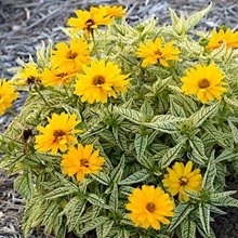 Гелиопсис 'Дабл Санстрак' / Heliopsis ‘Double Sunstruck’