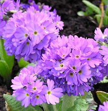 Примула зубчатая  'Лилак' / Primula denticulata 'Lilac'