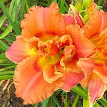 Лилейник 'Конго Корал' / Hemerocallis 'Congo Coral'