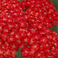 Тысячелистник 'Претти Вумэн' / Achillea 'Pretty Woman'