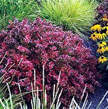 Барбарис 'Атропурпуреа Нана' / Berberis 'Atropurpurea Nana'