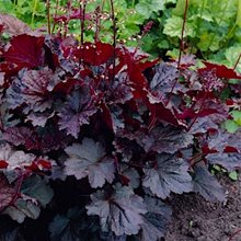 Гейхера 'Палас Перпл' / Heuchera 'Palace Purple'