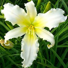 Лилейник 'Хэвенли Энджел Айс' / Hemerocallis 'Heavenly Angel Ice'