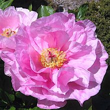 Пион 'Мэй Лилак' / Paeonia hybryda 'May Lilac'