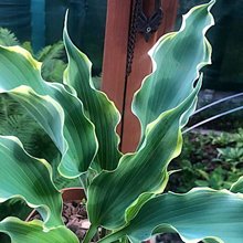 Хоста 'Дансинг ин зэ Мунлайт' / Hosta hybride 'Dancing in the Moonlight'
