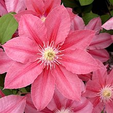 Клематис 'Литл Мермэйд ' / Clematis 'Little Mermaid'