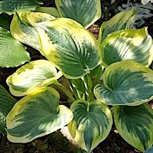 Хоста 'Бродвэй' / Hosta 'Broadway'