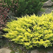 Можжевельник  горизонтальный 'Лайм Глоу' / Juniperus horizontalis 'Lime Glow'