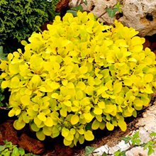 Барбарис 'Тини Голд' / Berberis 'Tiny Gold'