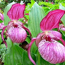 Башмачок гибридный Вентрикозум / Cypripedium hybrid Ventricosum