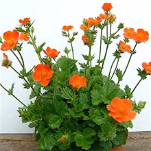 Гравилат 'Куки' / Geum coccineum 'Cooky'