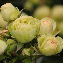 Роза Мейяна 'Лавли Грин' / Lovely Green, Meilland