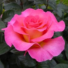 Роза Дэльбара 'Пинк Парадайз' / Pink Paradise, Delbard