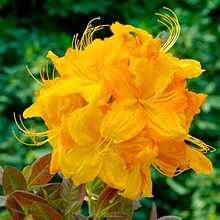 Рододендрон листопадный 'Клондайк' / Rhododendron luteum 'Klondyke'