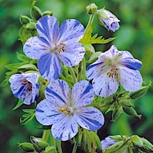 Герань луговая Делфт Блу Баттерфляй / Geranium pratense Delft Blue Butterfly