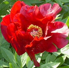 Пион Ито-гибрид 'Сонома Вельвет Руби' / Paeonia Itoh 'Sonoma Velvet Ruby'