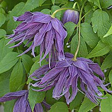 Клематис альпийский 'Вайолет Сюрпрайз' / Clematis alpina 'Violet Surprise'