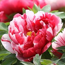 Пион  древовидный  'Шима-Нишики - Дорогая парча' /  Paeonia suffrutiсosa 'Shimanishiki'